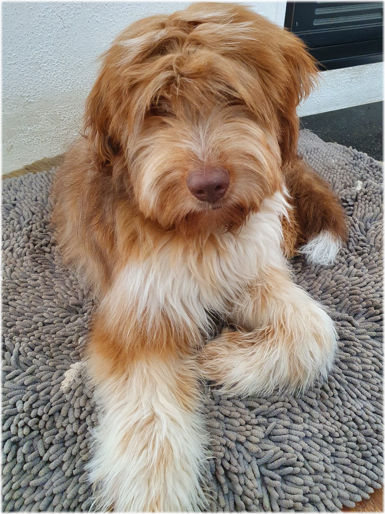 Wäller von der Straubenhalde